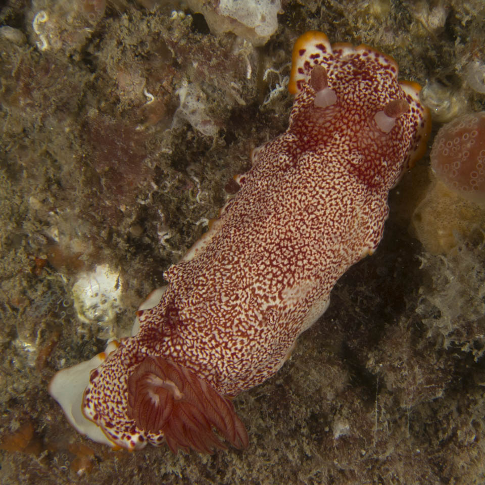 Goniobranchus sp. 1
